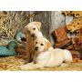 Puzzle Clementoni 1500el Labradory - 3
